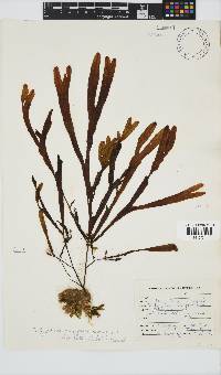 Dictyopteris ligulata image