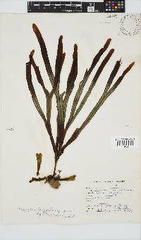 Dictyopteris ligulata image