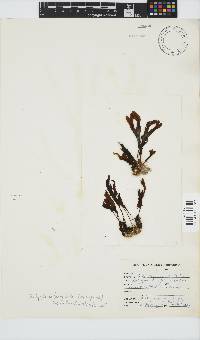 Dictyopteris ligulata image