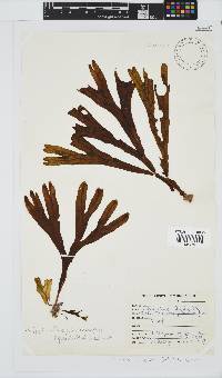 Dictyopteris ligulata image