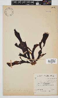 Dictyopteris ligulata image