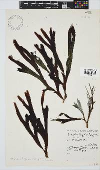 Dictyopteris ligulata image