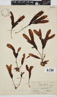 Dictyopteris ligulata image