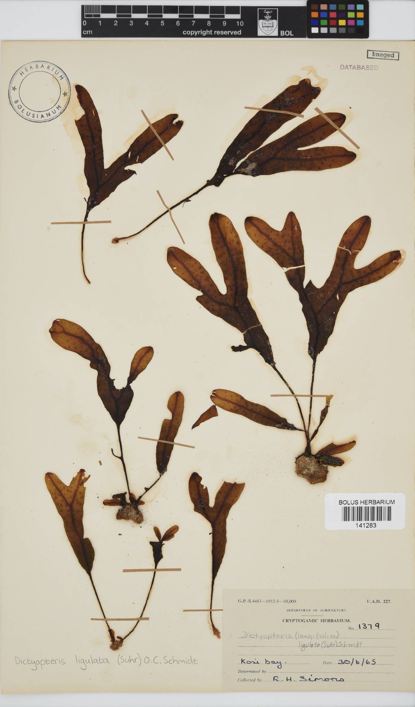 Dictyopteris ligulata image