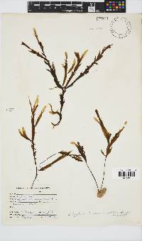 Dictyopteris macrocarpa image