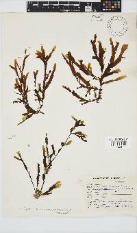 Dictyopteris macrocarpa image
