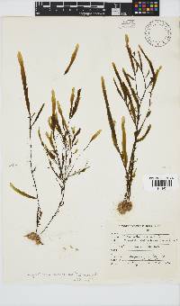 Dictyopteris macrocarpa image