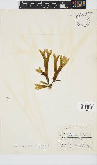 Dictyopteris macrocarpa image