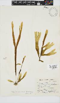 Dictyopteris macrocarpa image