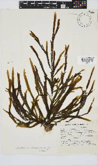 Dictyopteris macrocarpa image