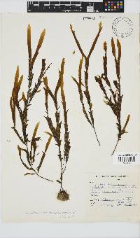 Dictyopteris macrocarpa image