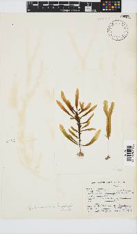 Dictyopteris macrocarpa image