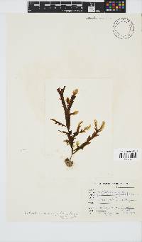 Dictyopteris macrocarpa image