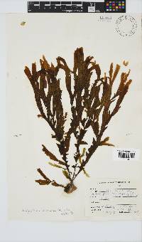 Dictyopteris macrocarpa image