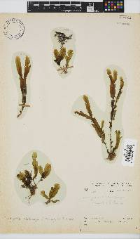 Dictyopteris macrocarpa image
