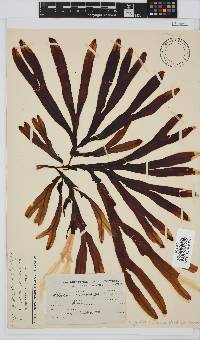 Dictyopteris macrocarpa image