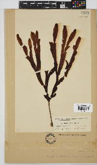 Dictyopteris macrocarpa image
