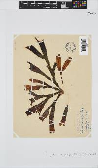 Dictyopteris macrocarpa image