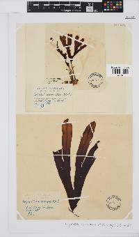 Dictyopteris macrocarpa image