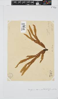 Dictyopteris macrocarpa image