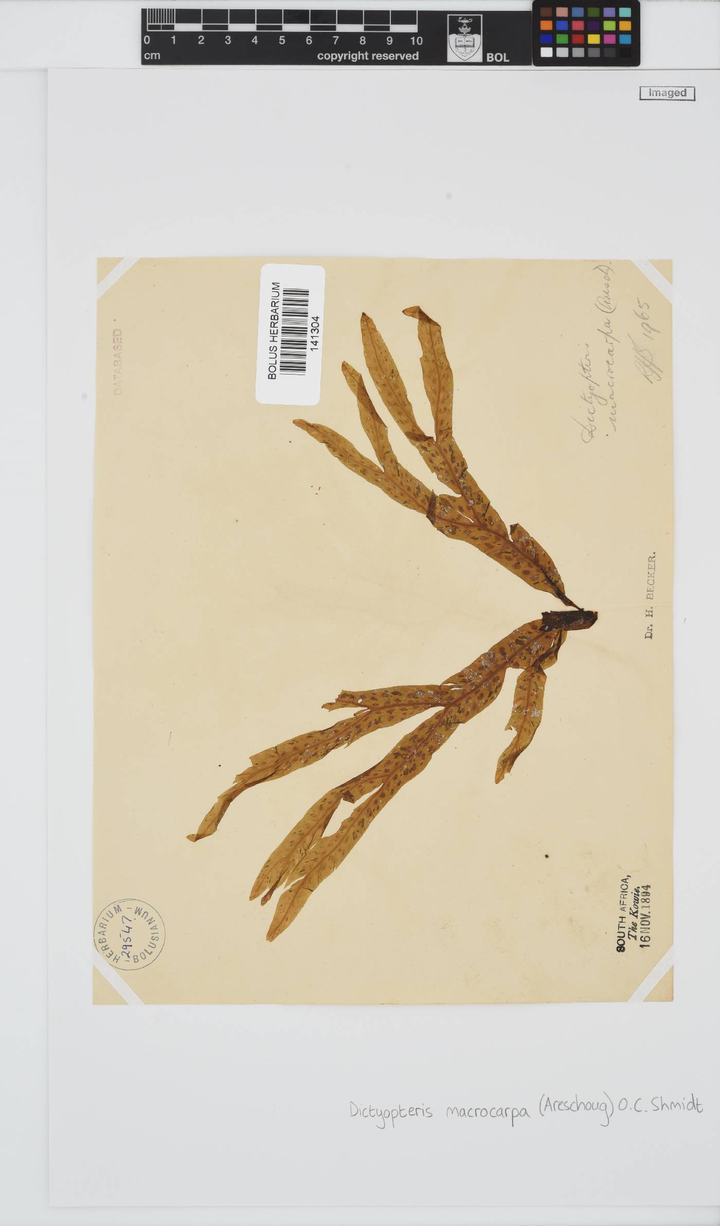 Dictyopteris macrocarpa image