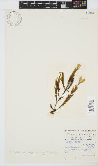Dictyopteris macrocarpa image
