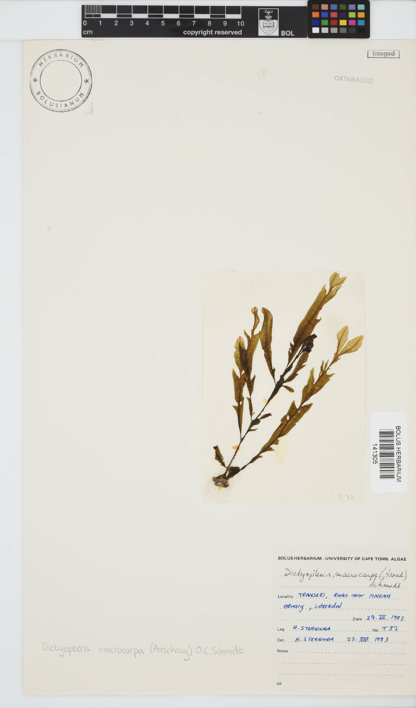Dictyopteris macrocarpa image