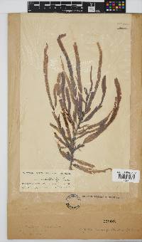 Dictyopteris macrocarpa image