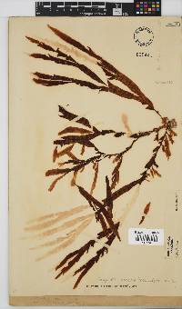 Dictyopteris macrocarpa image