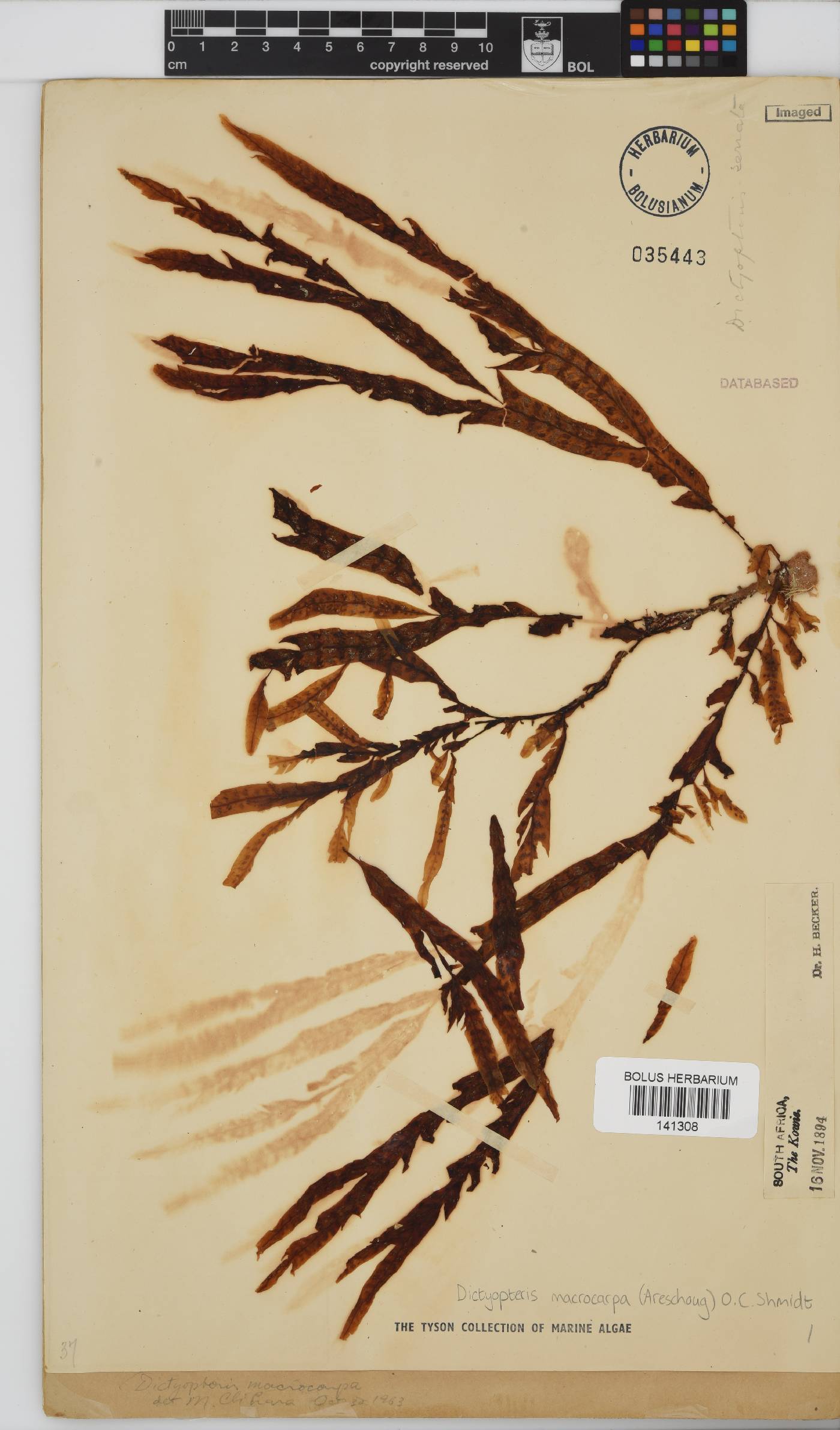 Dictyopteris macrocarpa image