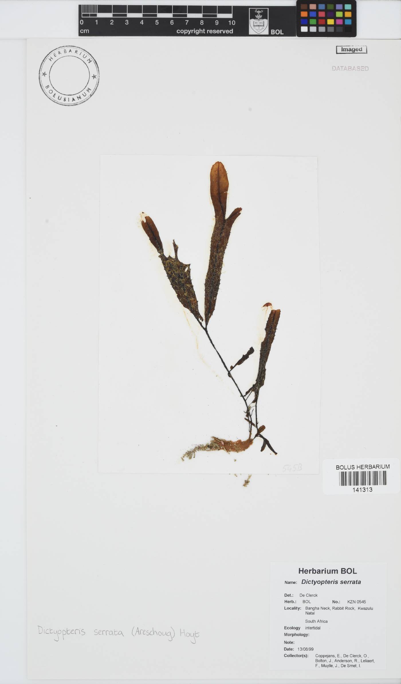 Dictyopteris serrata image