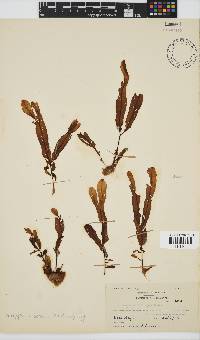 Dictyopteris serrata image