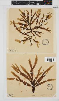 Dictyopteris serrata image