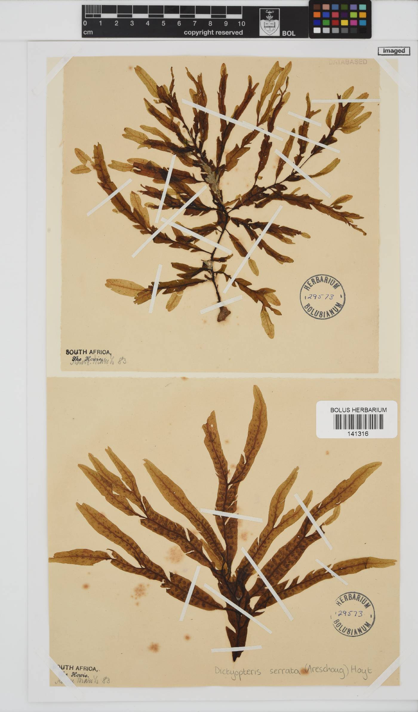 Dictyopteris serrata image