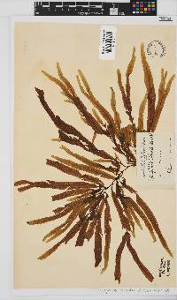 Dictyopteris serrata image