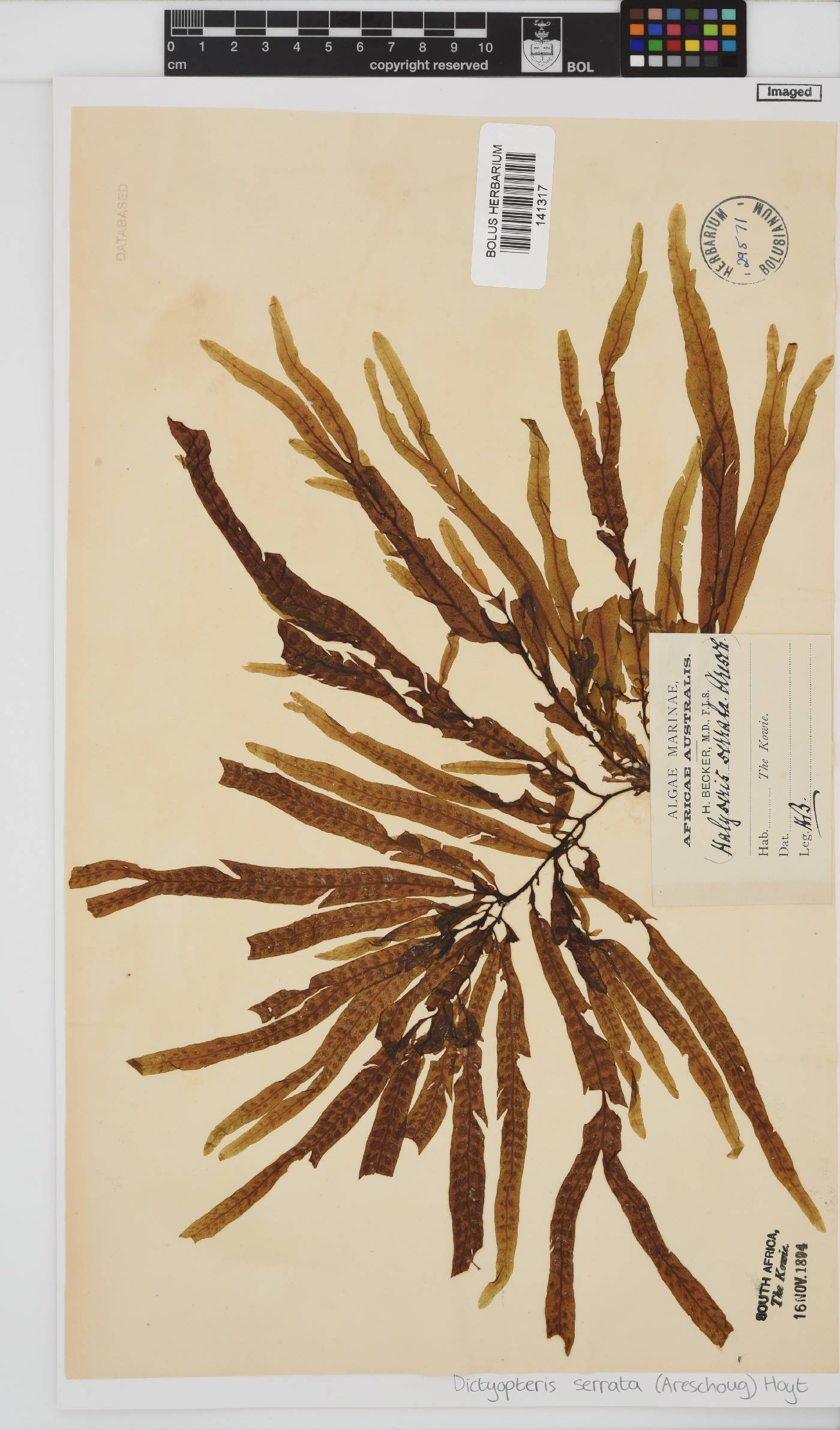 Dictyopteris serrata image
