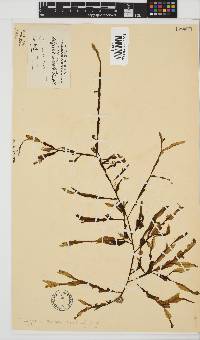 Dictyopteris serrata image