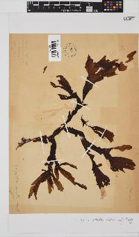 Dictyopteris serrata image