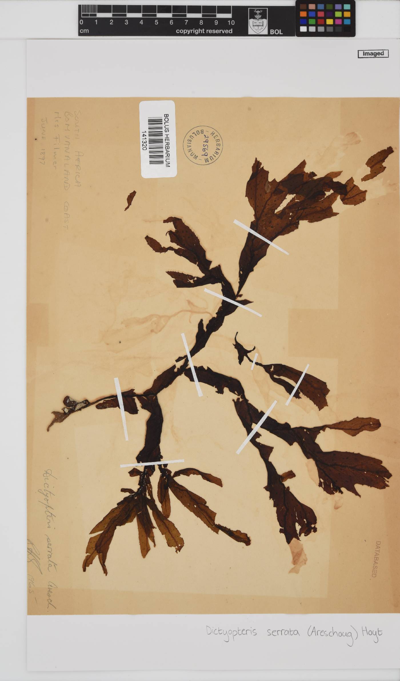 Dictyopteris serrata image