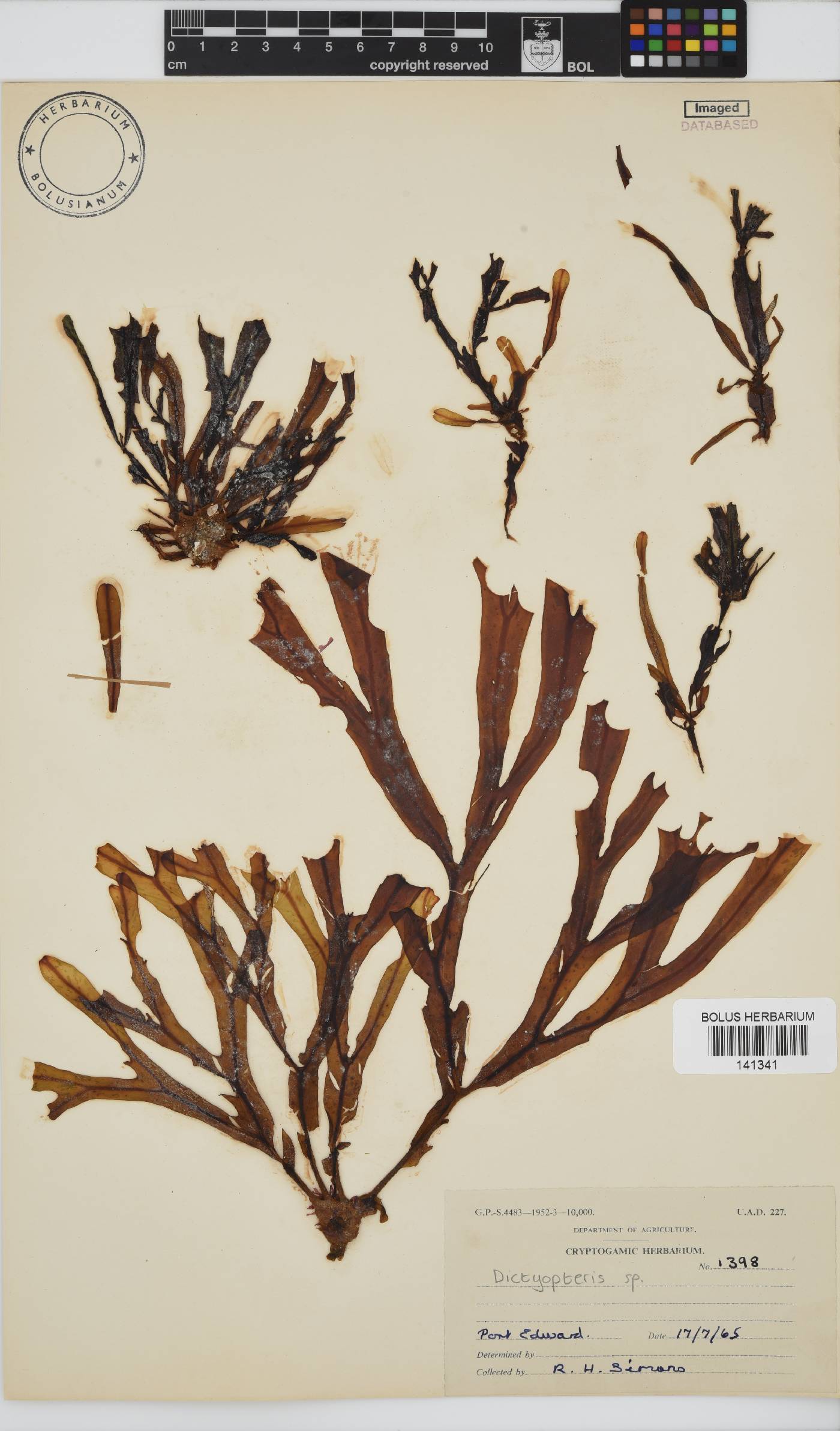Dictyopteris image