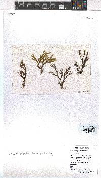 Image of Dictyota ciliolata