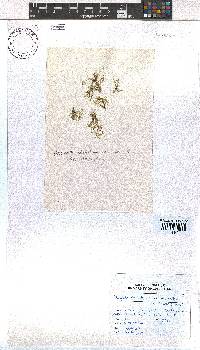 Dictyota dichotoma image