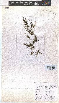 Dictyota dichotoma image