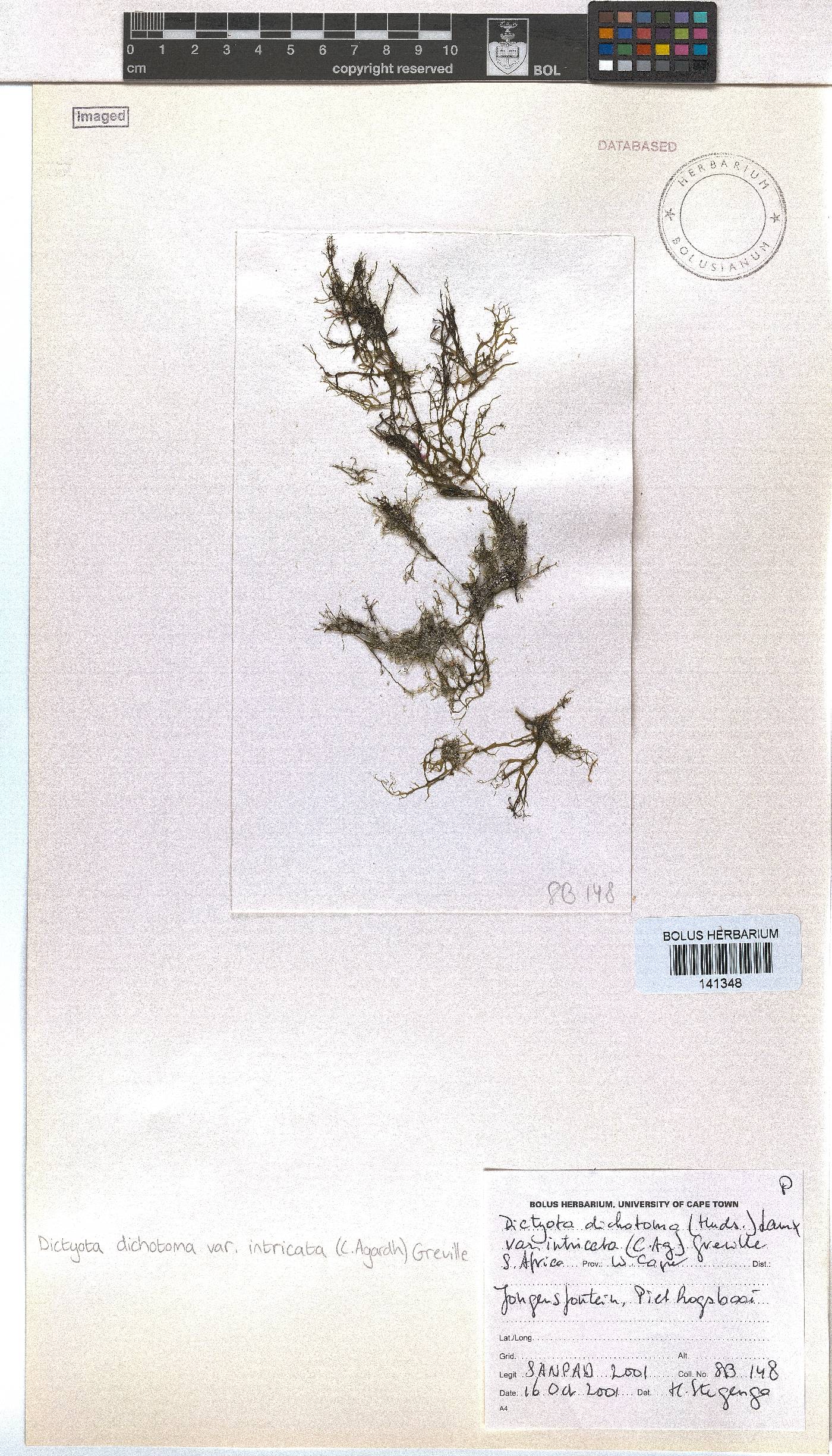 Dictyota dichotoma var. intricata image