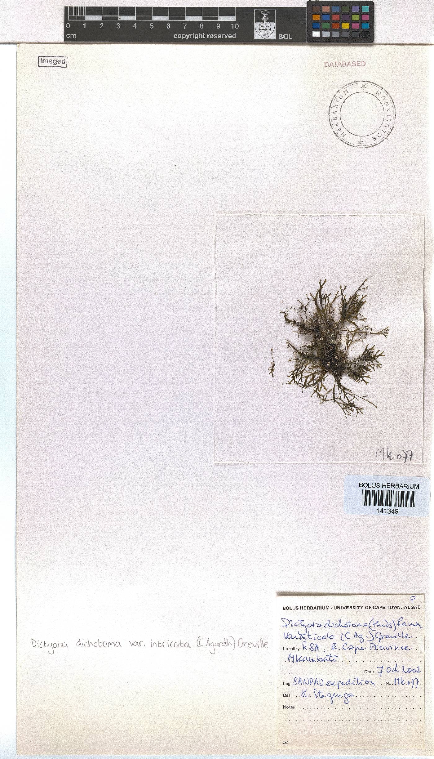Dictyota dichotoma var. intricata image
