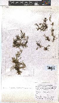 Dictyota dichotoma image