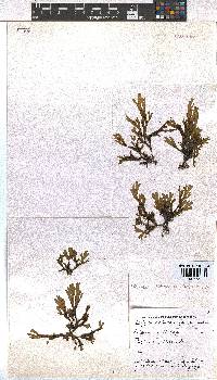 Dictyota dichotoma image
