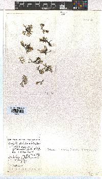 Dictyota dichotoma image