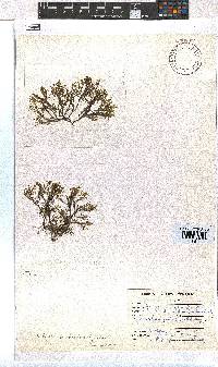 Dictyota dichotoma image