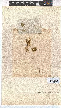 Dictyota dichotoma image